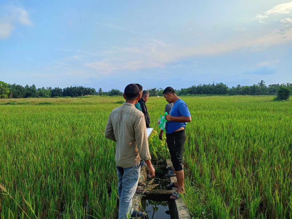 Hamparan Sawah