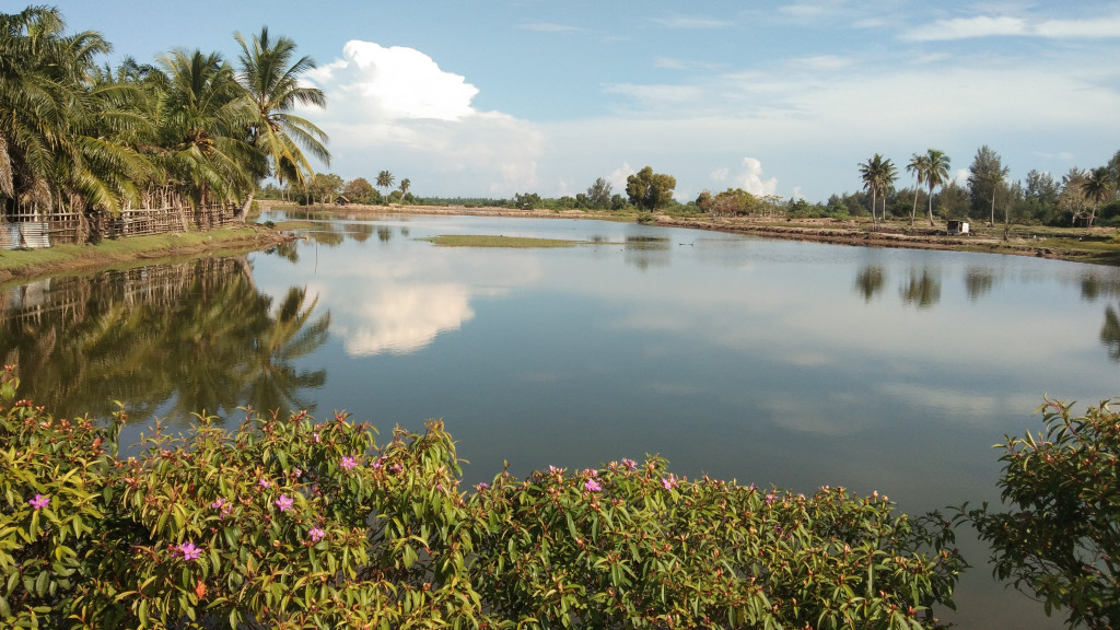 Tambak Udang/Ikan